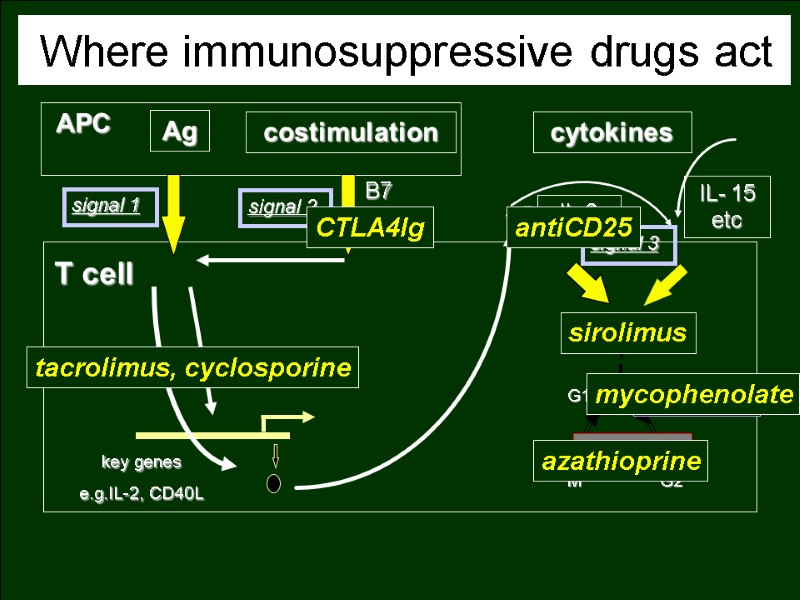 Where immunosuppressive drugs act signal 2 signal 1 costimulation Ag APC T cell key